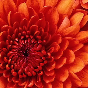 Meet your Posher, Camille